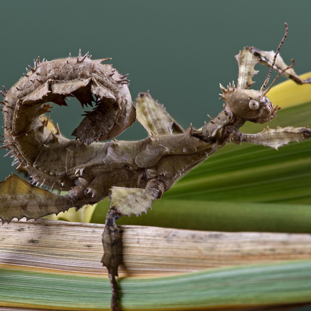 CB Giant Prickly Stick Insect