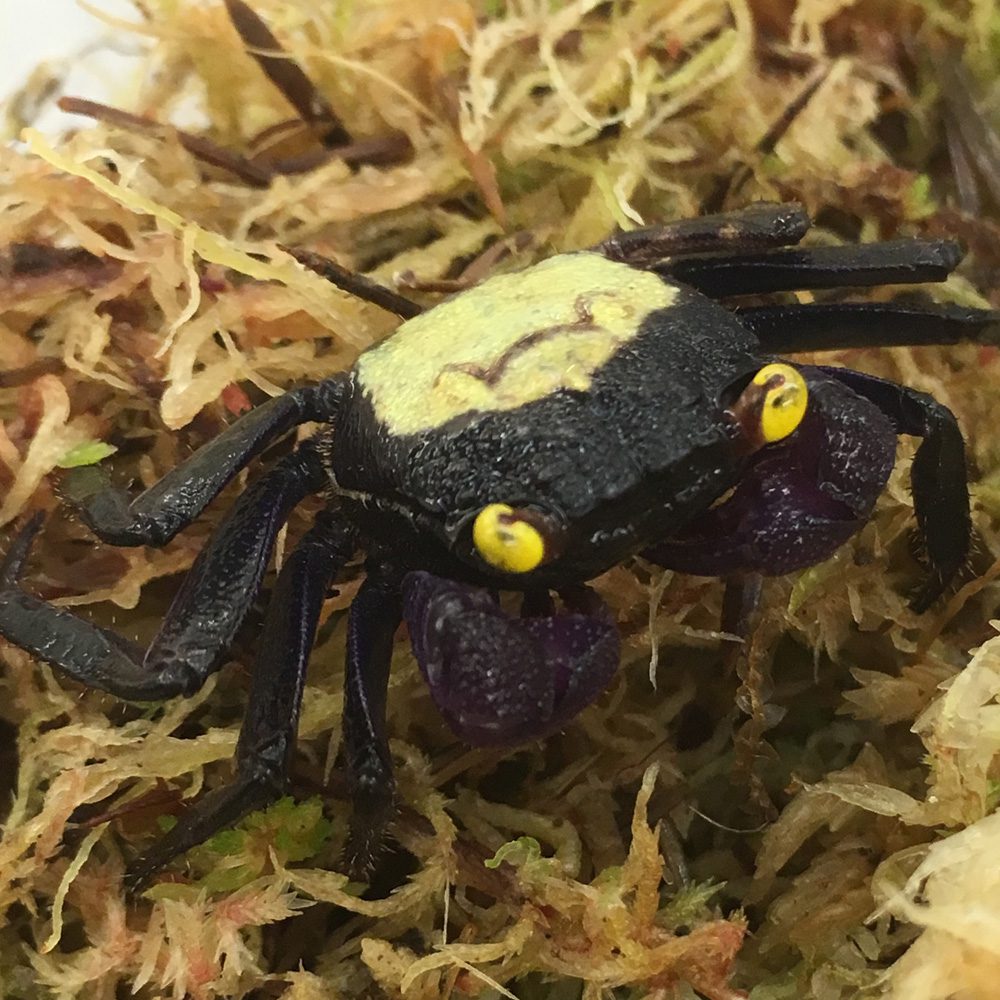 WC Vampire Crab