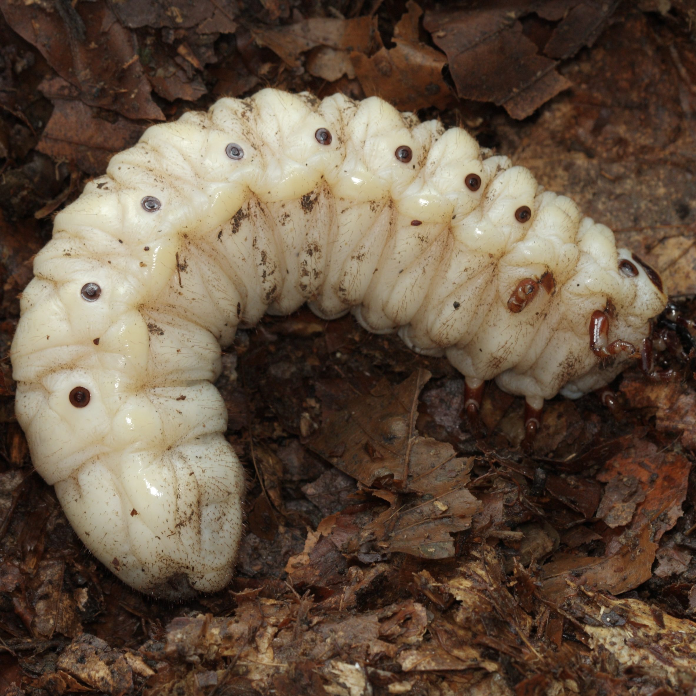 CB LARVAE Goliath Beetle