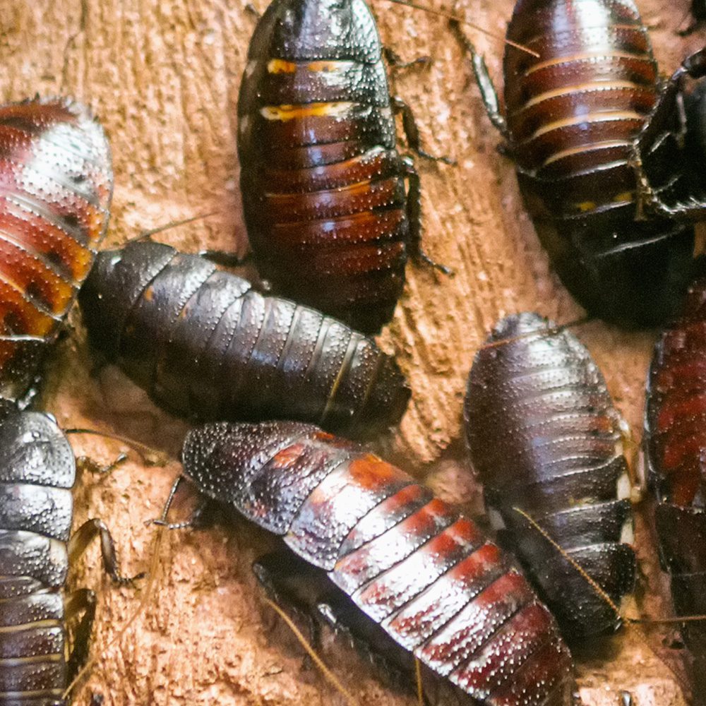 CB Madagascan Hissing Cockroach x 20