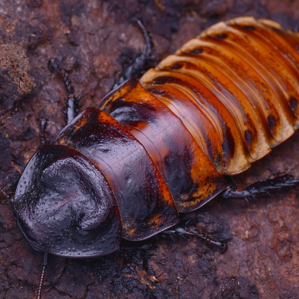 CB Madagascan Hissing Cockroach