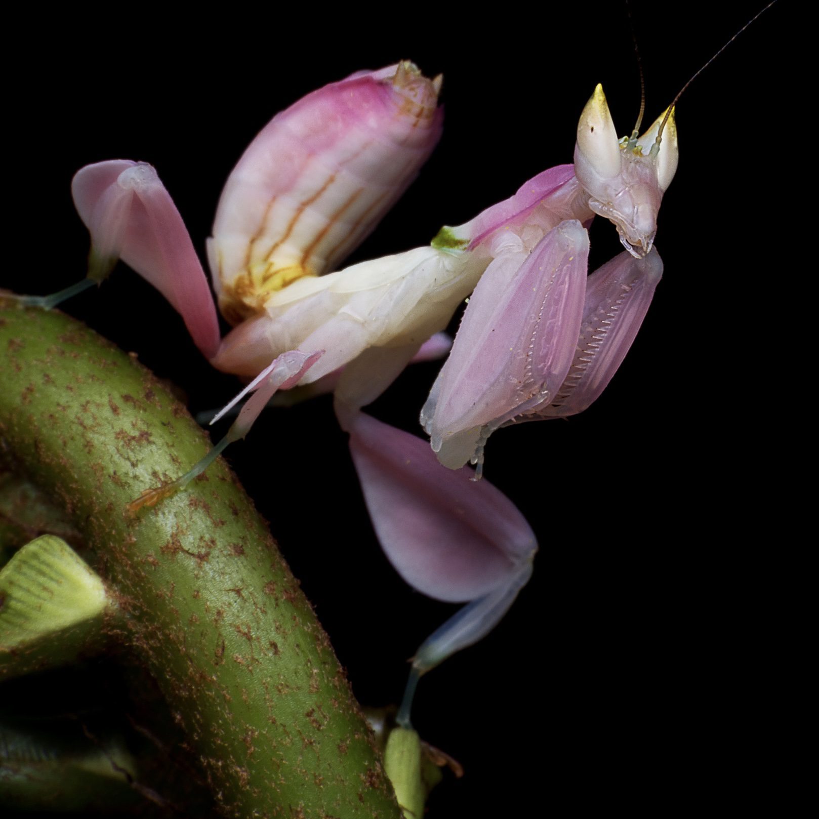 CB Orchid Mantis
