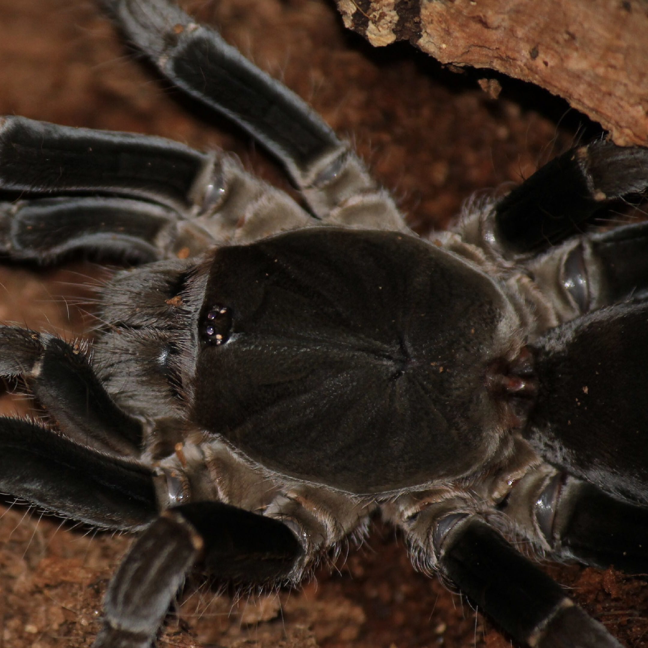 WC Cameroon Red Baboon Tarantula