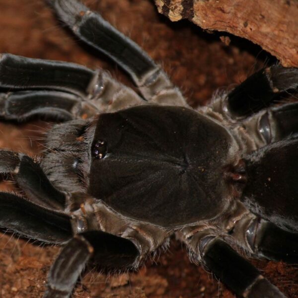 cb-cameroon-red-baboon-tarantula-peregine