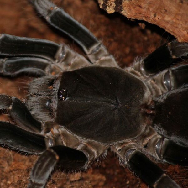 CB Cameroon Red Baboon Tarantula Peregine