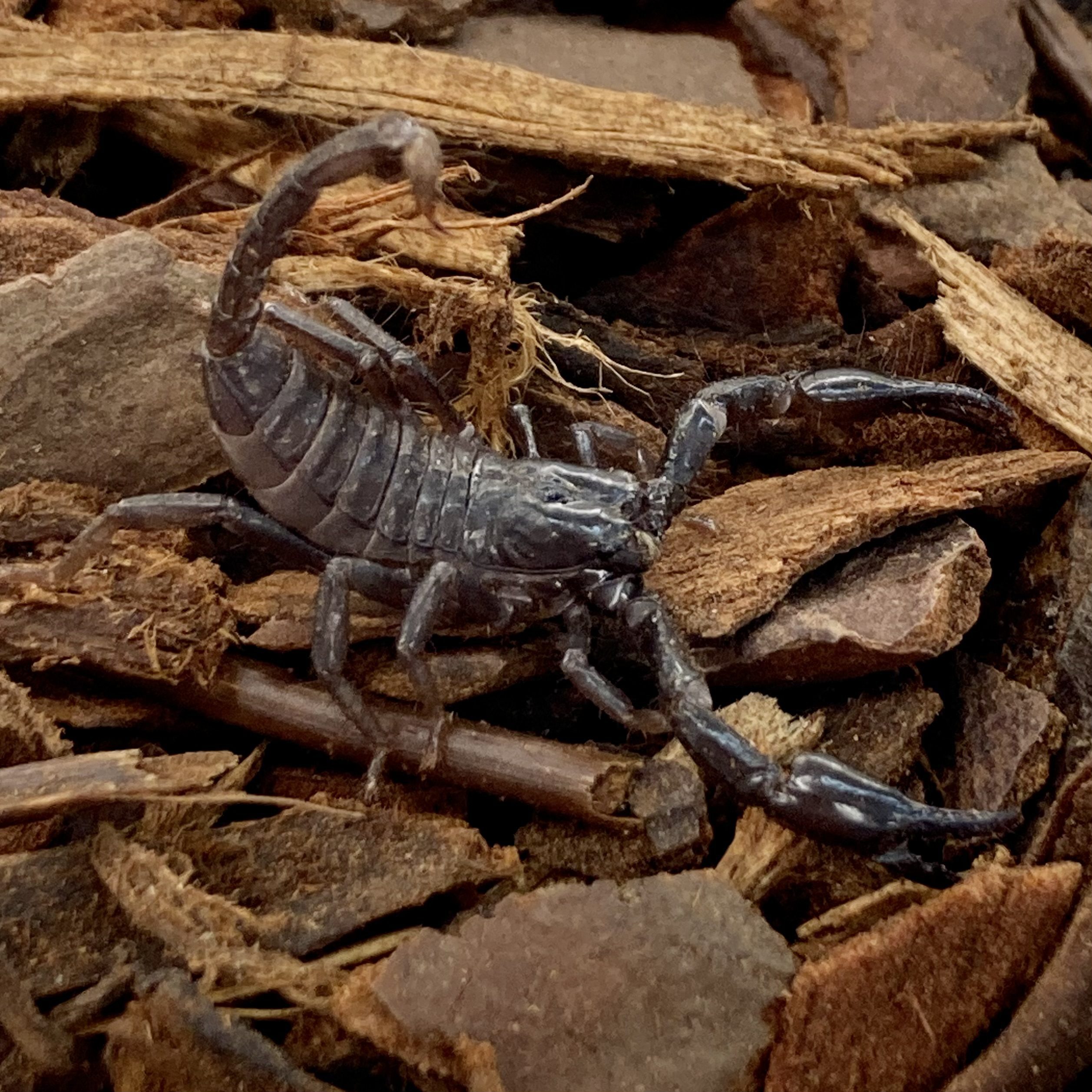 WC Thai Forest Scorpion