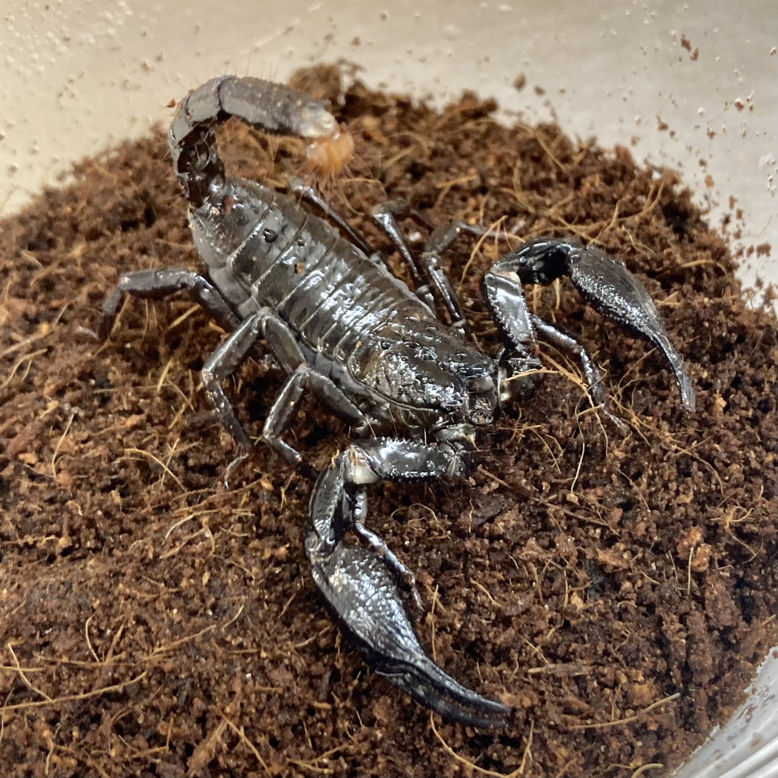 WC Borneo Forest Scorpion