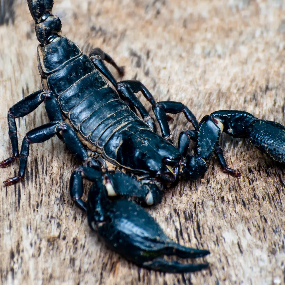 CB 2cm Asian Jungle Scorpion