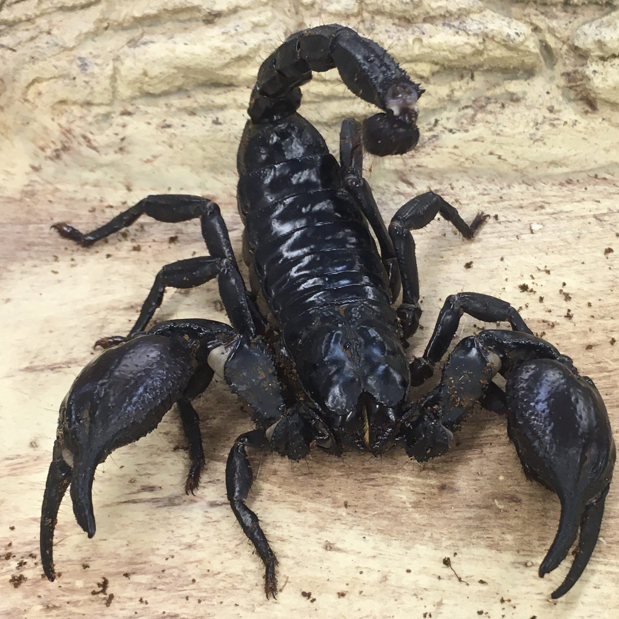 WC Giant Forest Scorpion