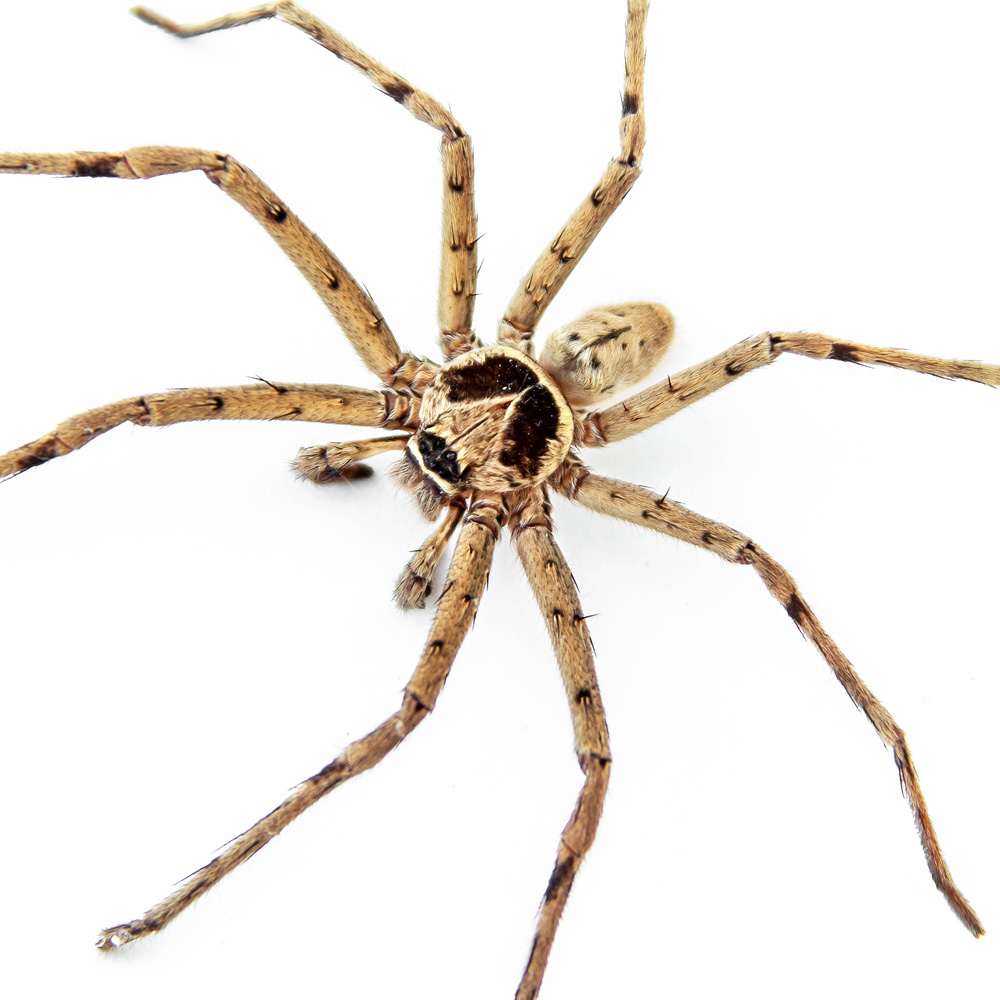 CB Huntsman Spider