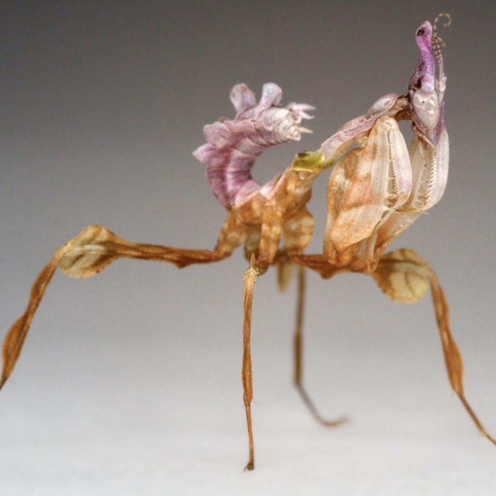 CB Devils Flower Mantis (ID)