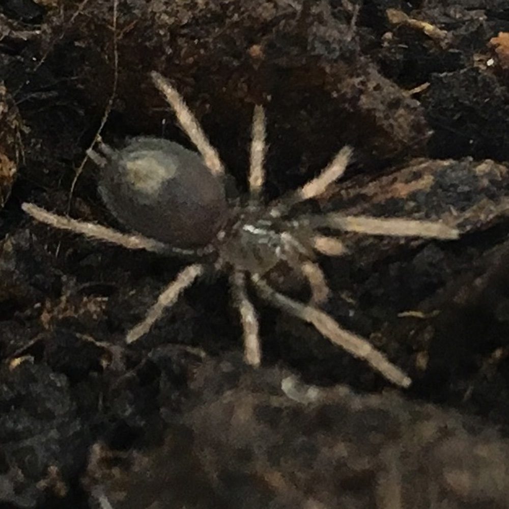 CB Brazilian Dwarf Pinkleg Tarantula