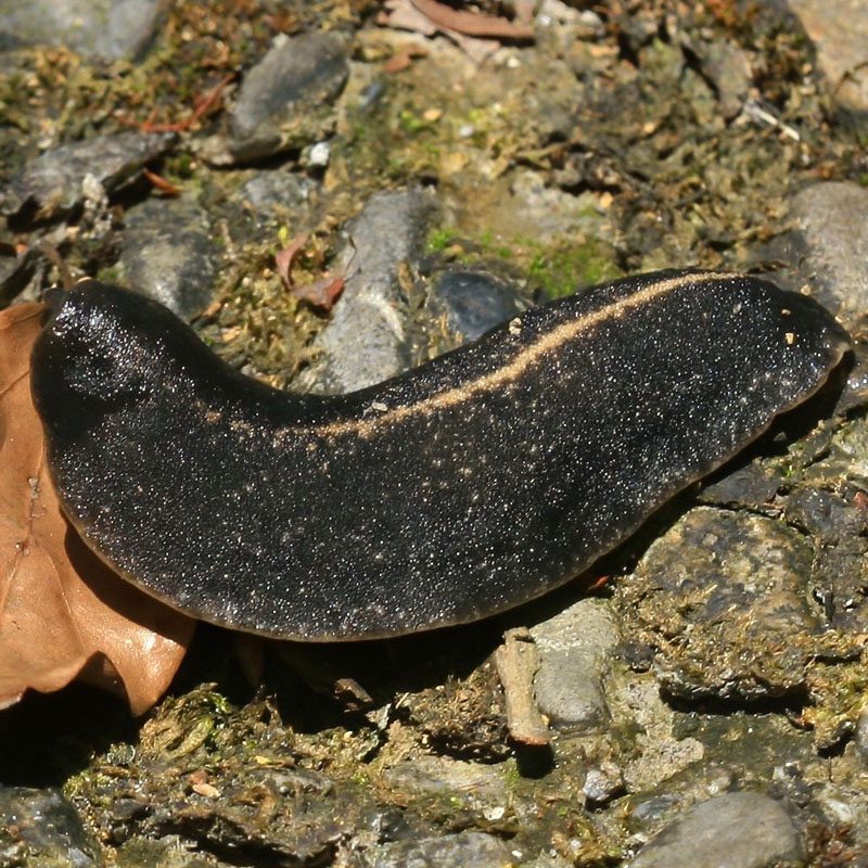 CB Tropical Leatherleaf Slug