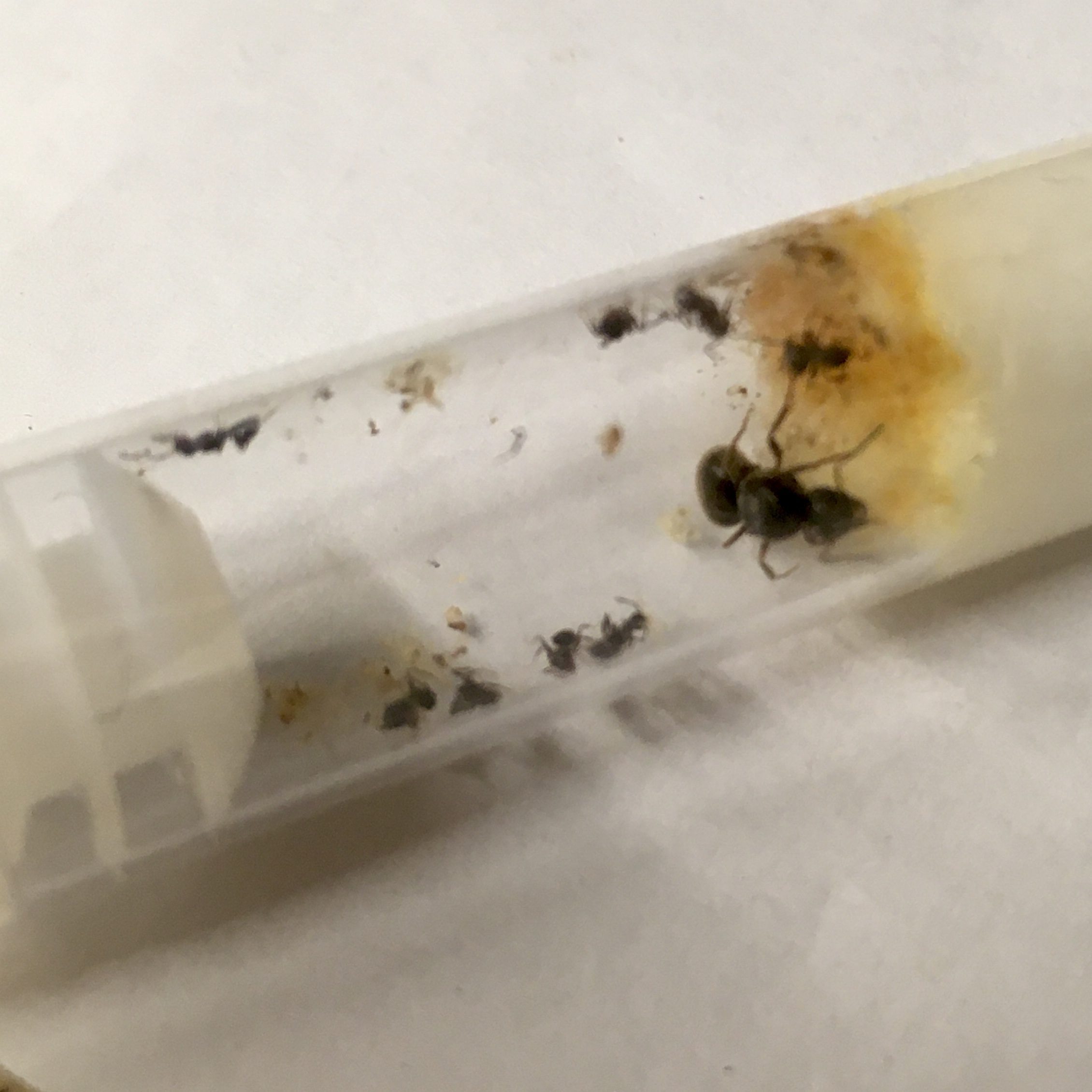 Deblack Ant Queen Grounded - ypl25g4
