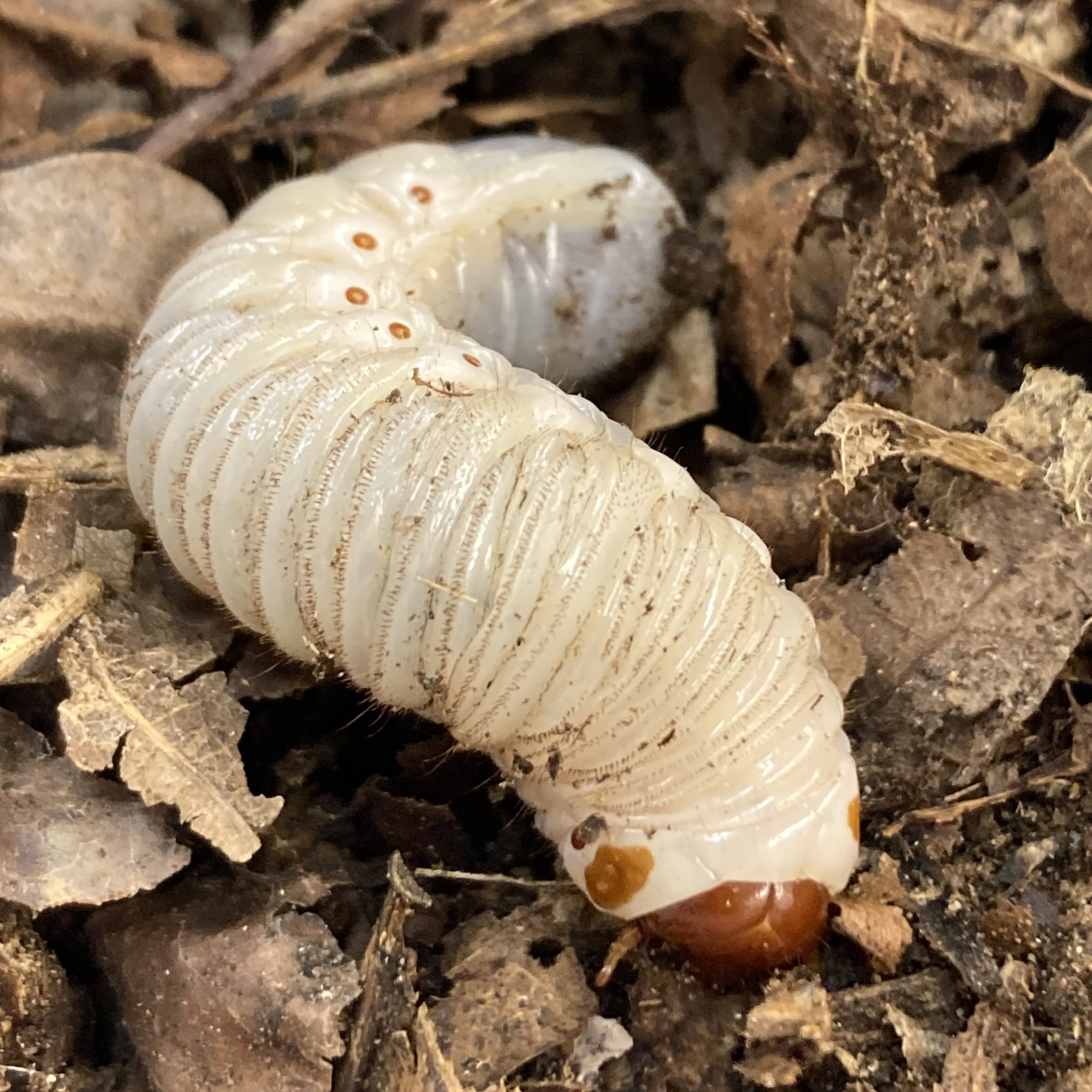 CB LARVAE Giant Flower Beetle