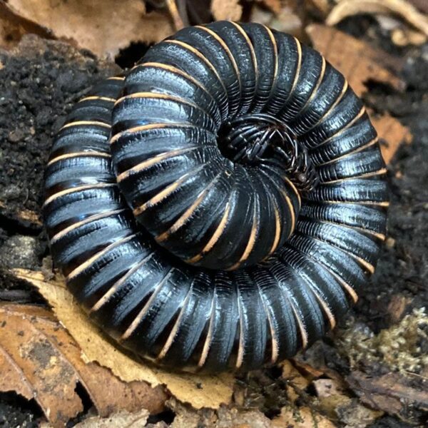 CB Ghana Speckled Millipede Peregine