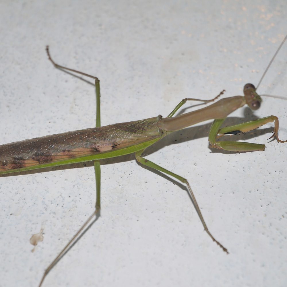 CB Madagascan Marbled Mantis (PA)