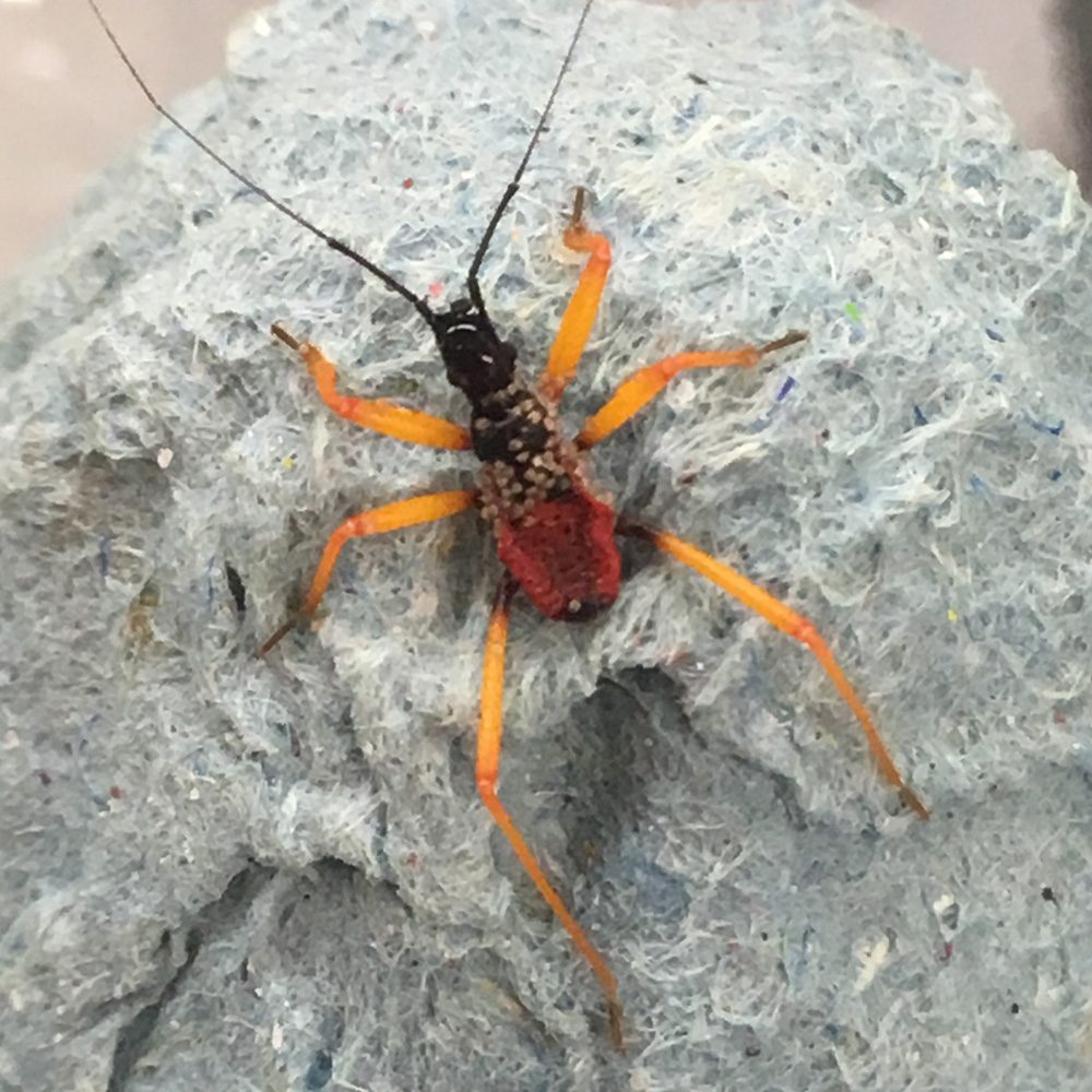 CB Orange Spotted Assassin Bug