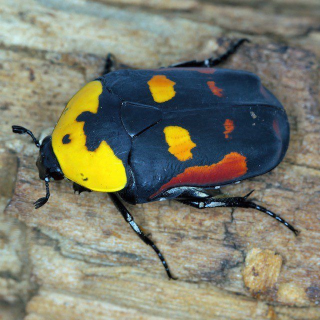 CB LARVAE Candy Flower Beetle