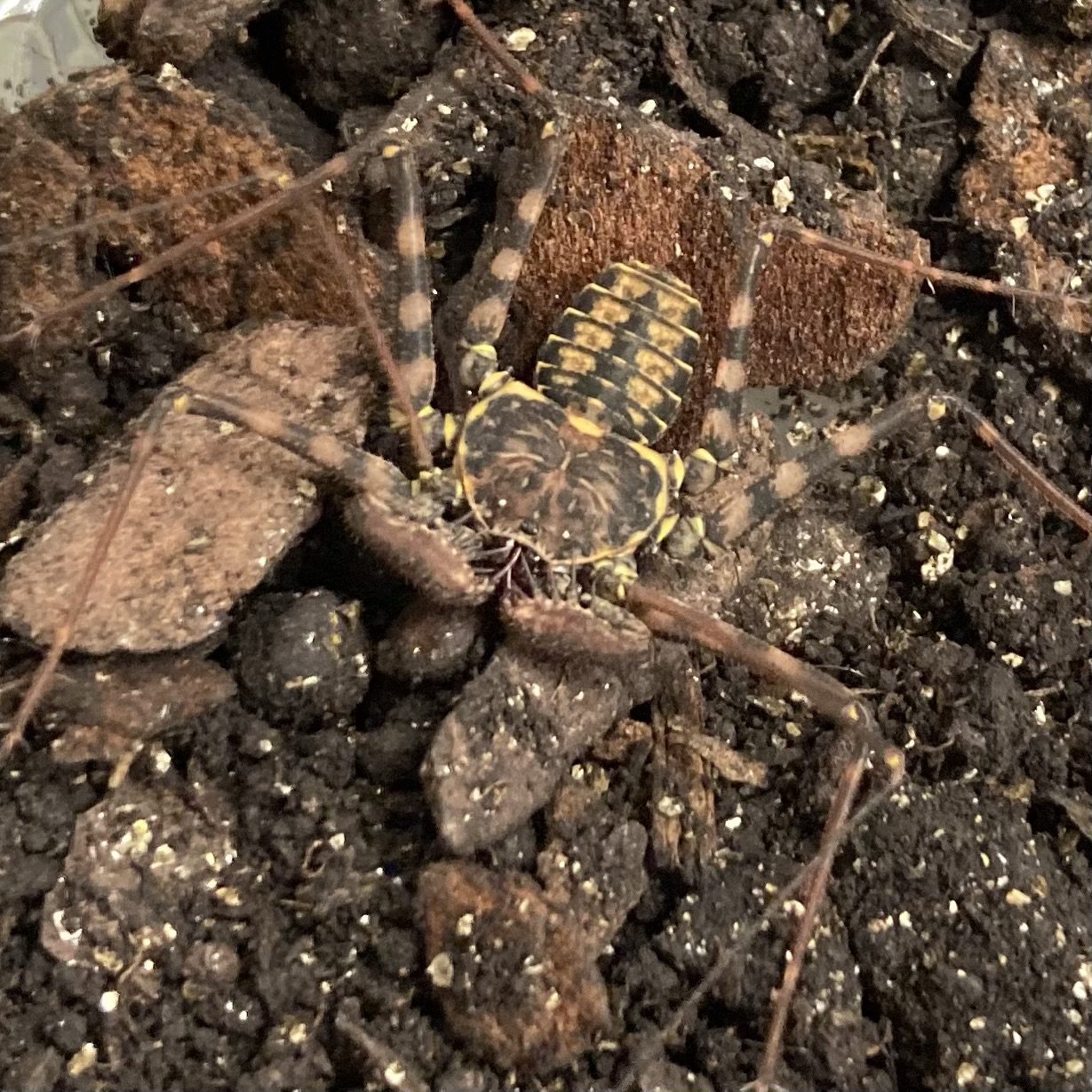 WC Mexican Whip Scorpion
