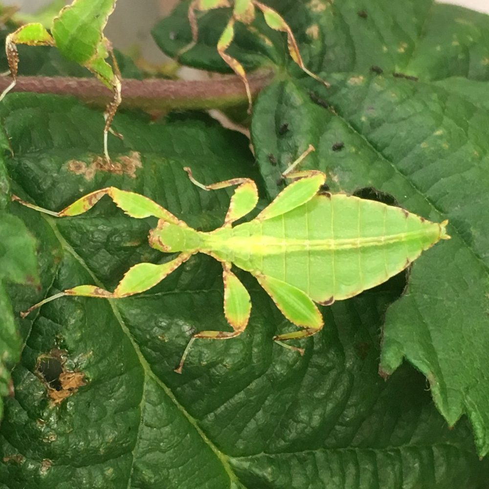 CB Philippine Leaf Insect