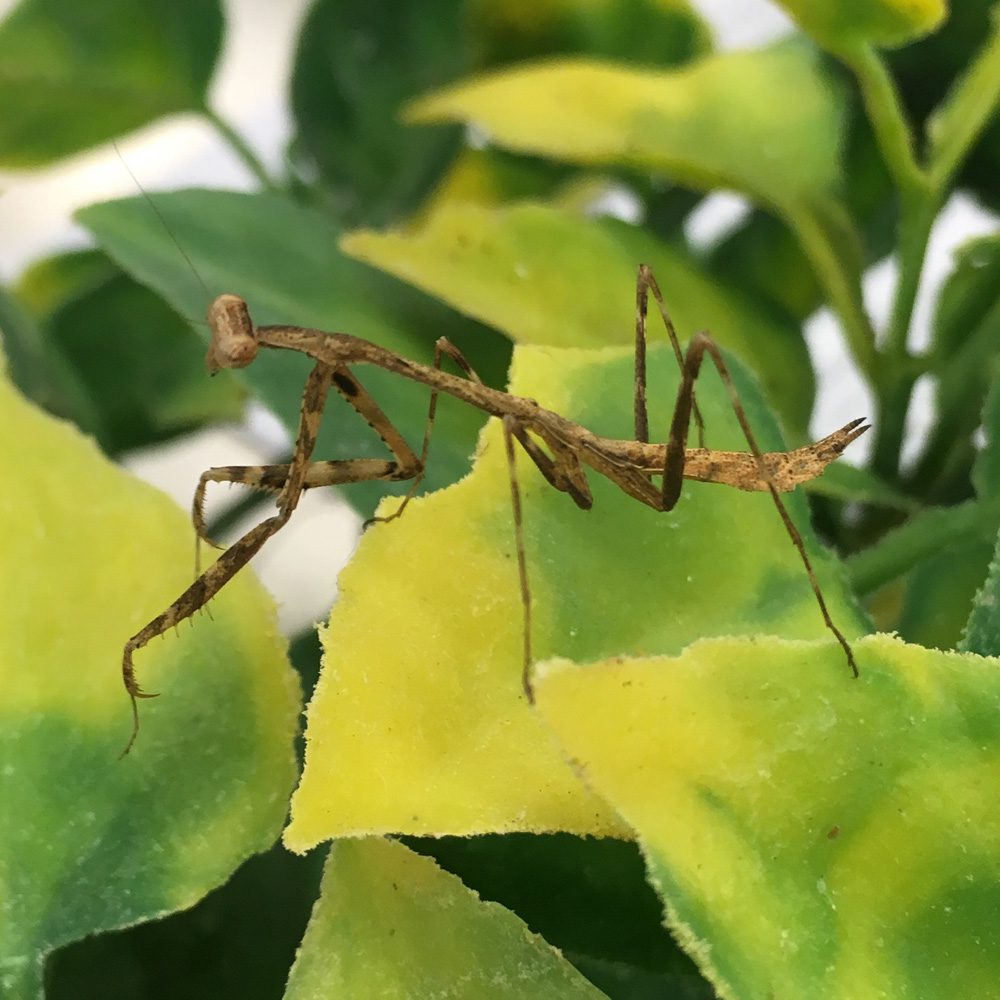 CB Peacock Mantid (PAV)