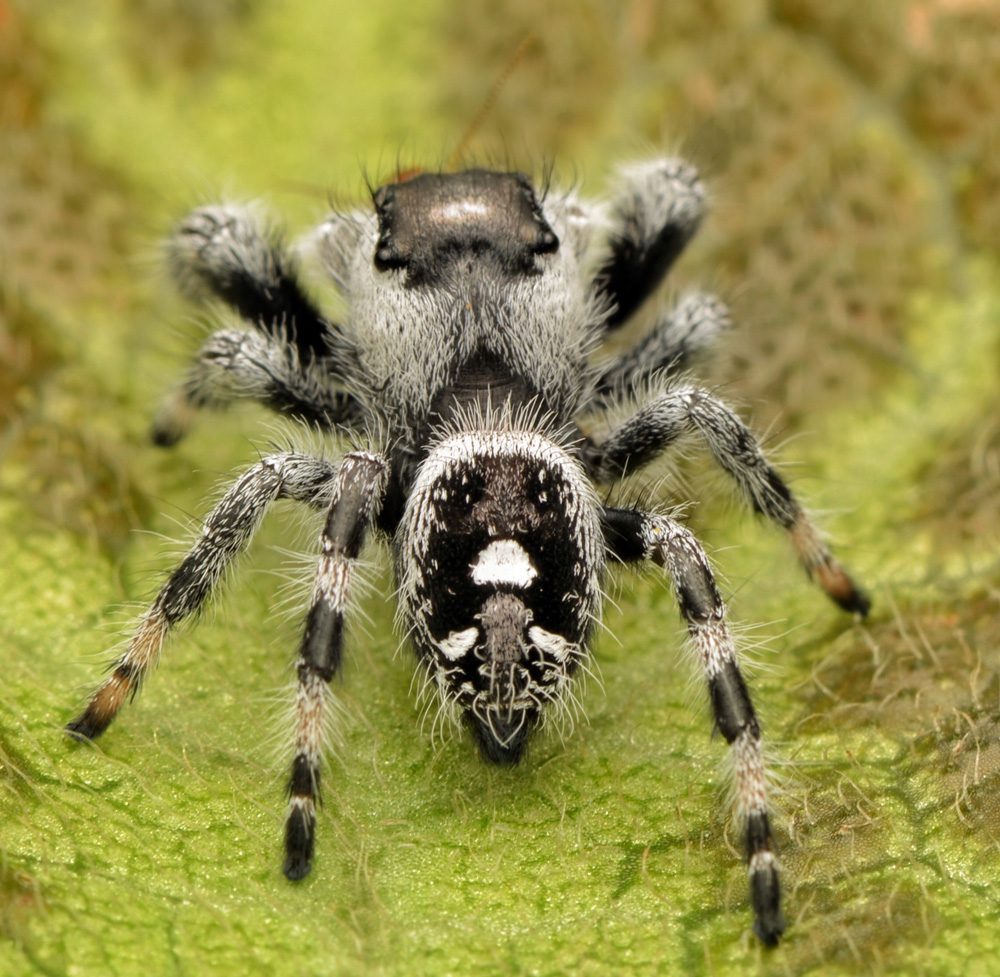 CB Apache Jumping Spider