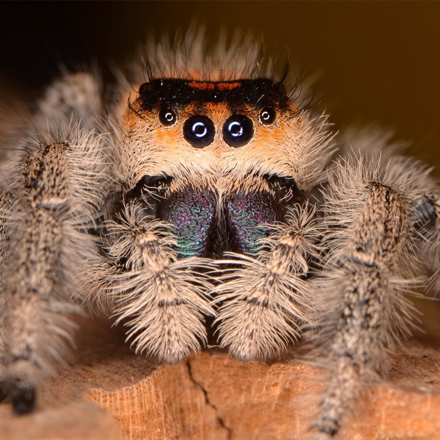 CB Alachua County Jumping Spider