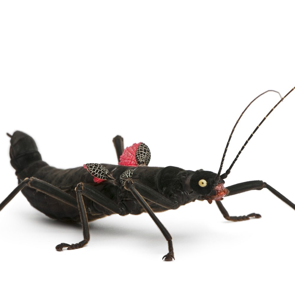 CB Black Velvet Stick Insect