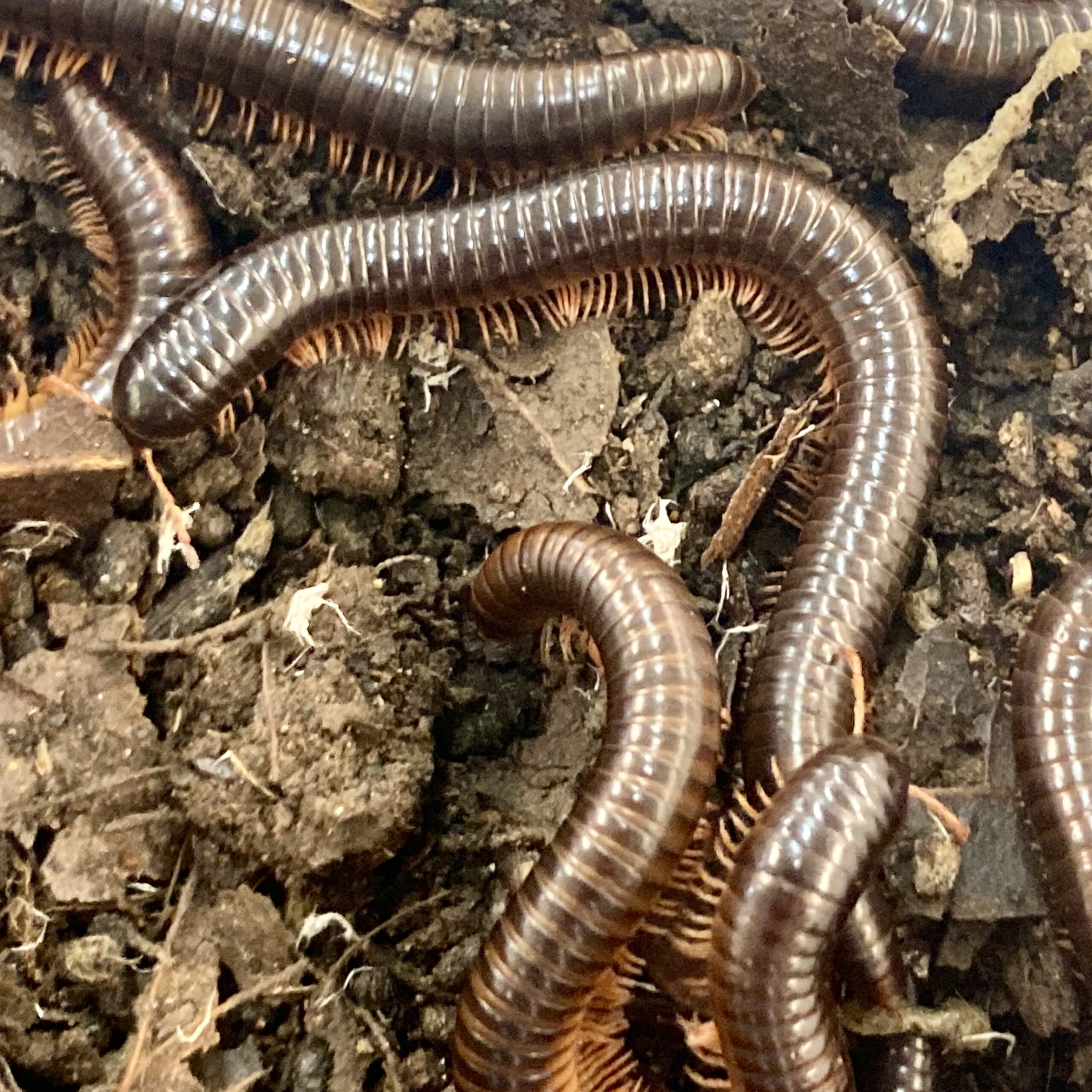 WC Metallic Millipedes