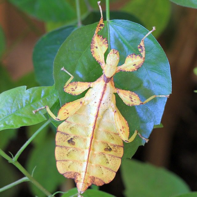 CB Autumn Leaf Insect