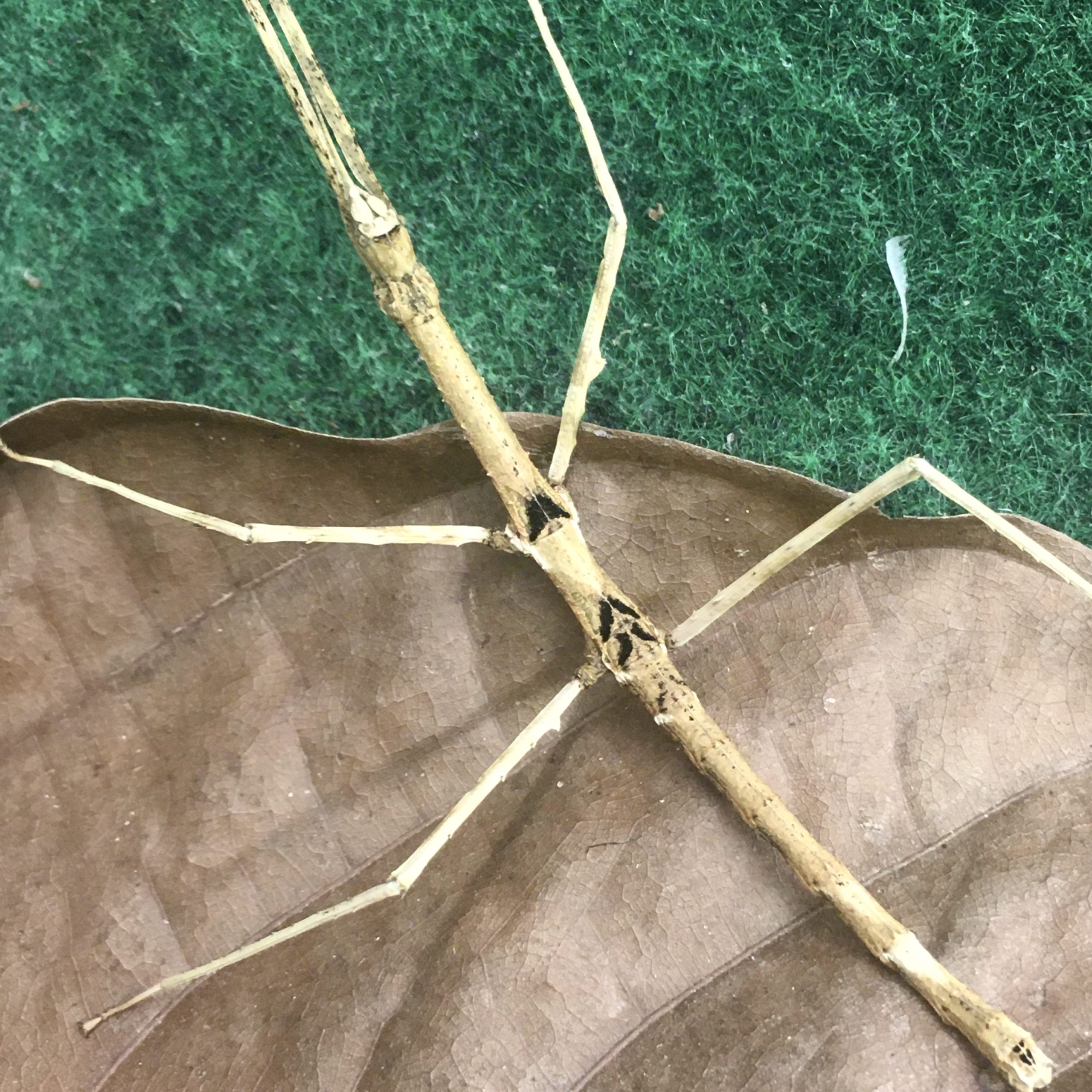 CB Thai Beauty Stick Insect