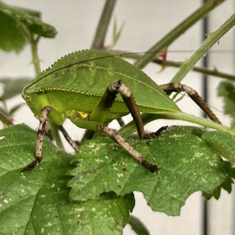 CB Giant Hooded Katydid *B-Grade* | Peregine