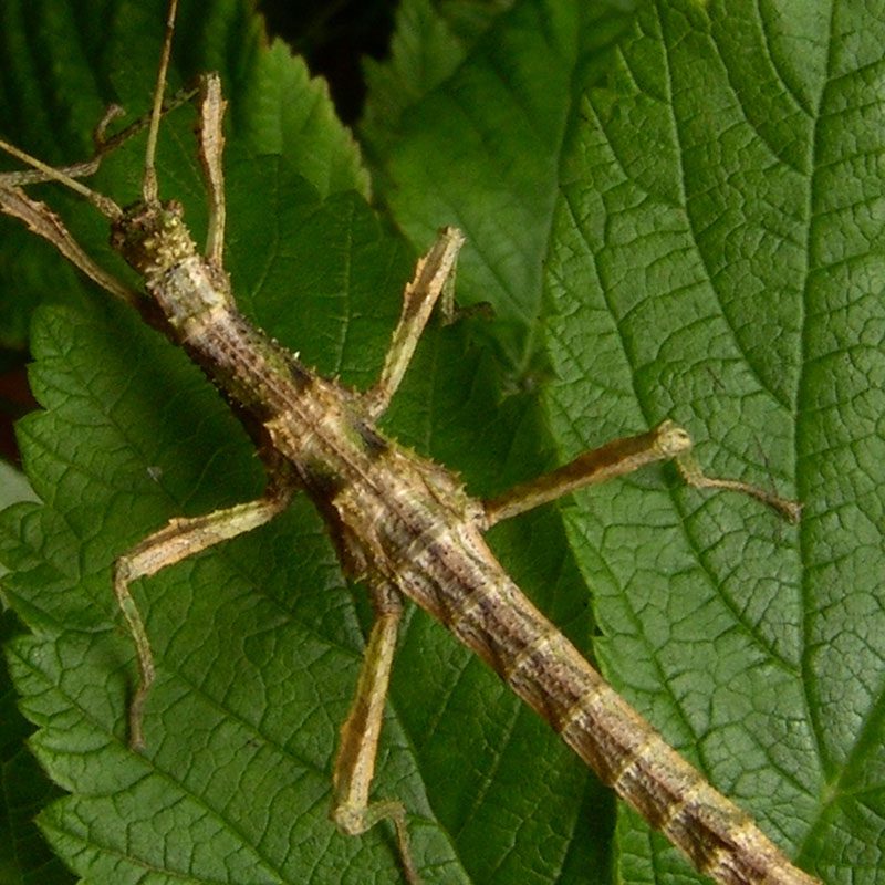 CB Sunny Stick Insect