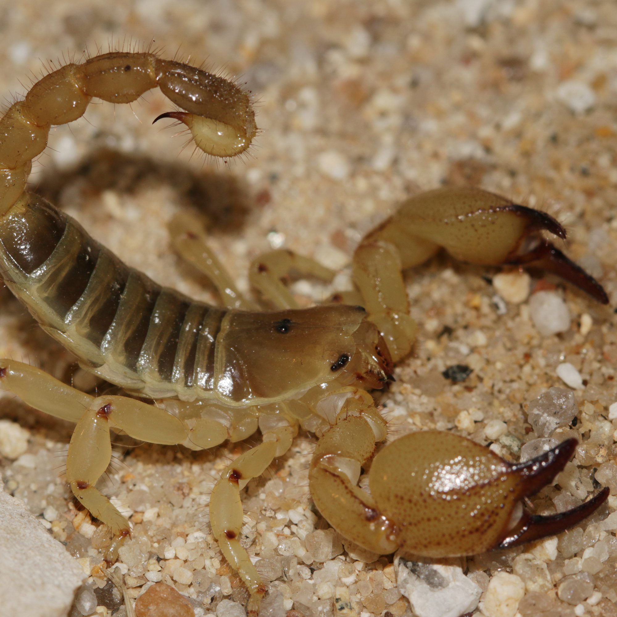 WC Gold Large Claw Scorpion