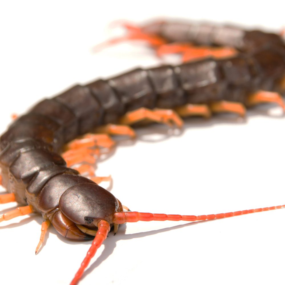 WC Vietnamese Giant Centipede