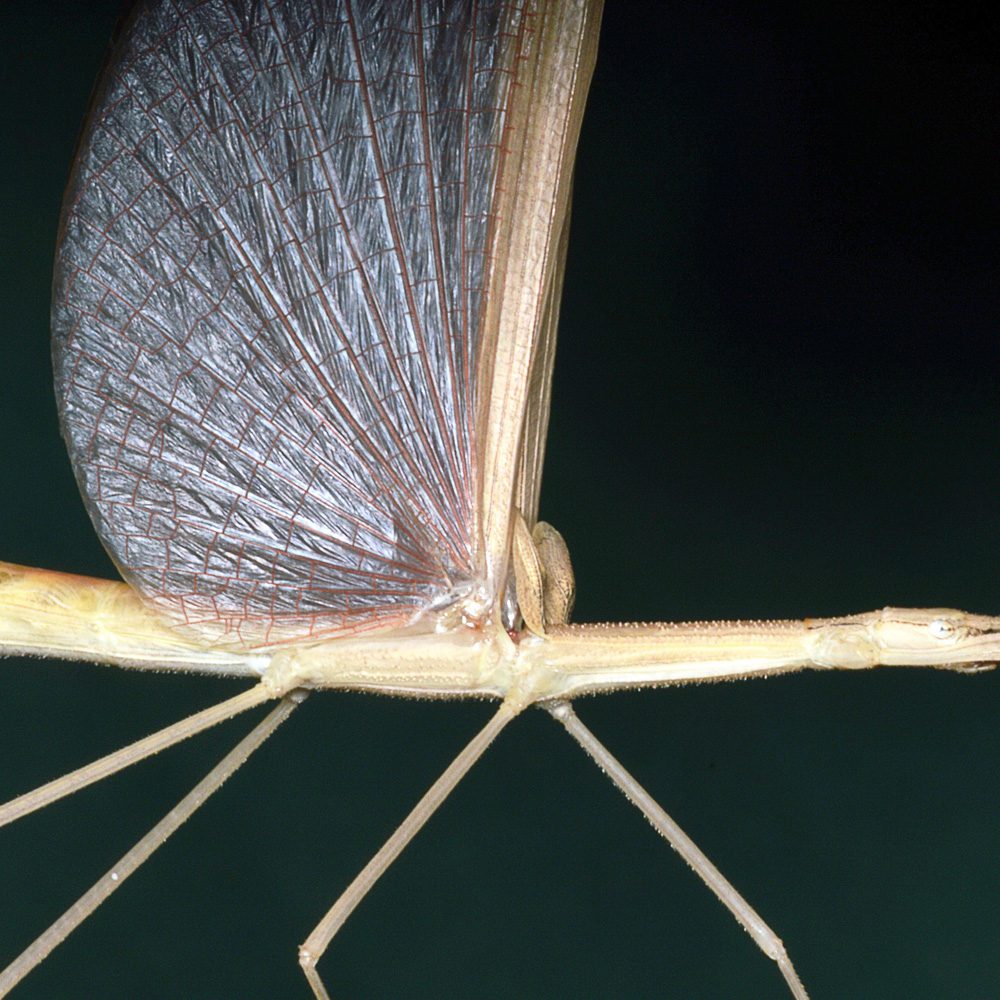 CB Pink Wing  Stick Insect