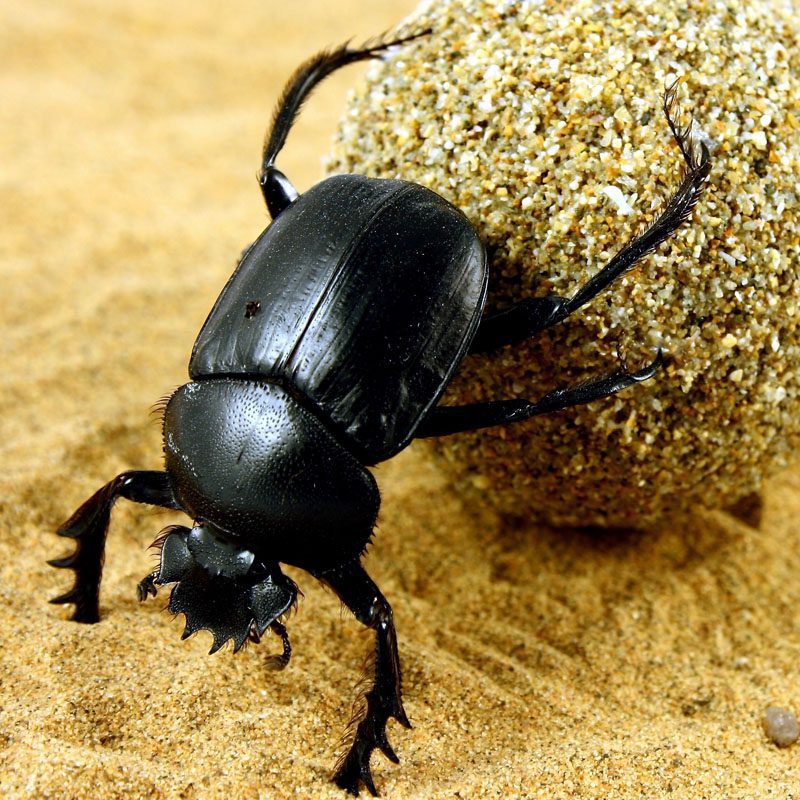 WC Sacred Scarab Beetle