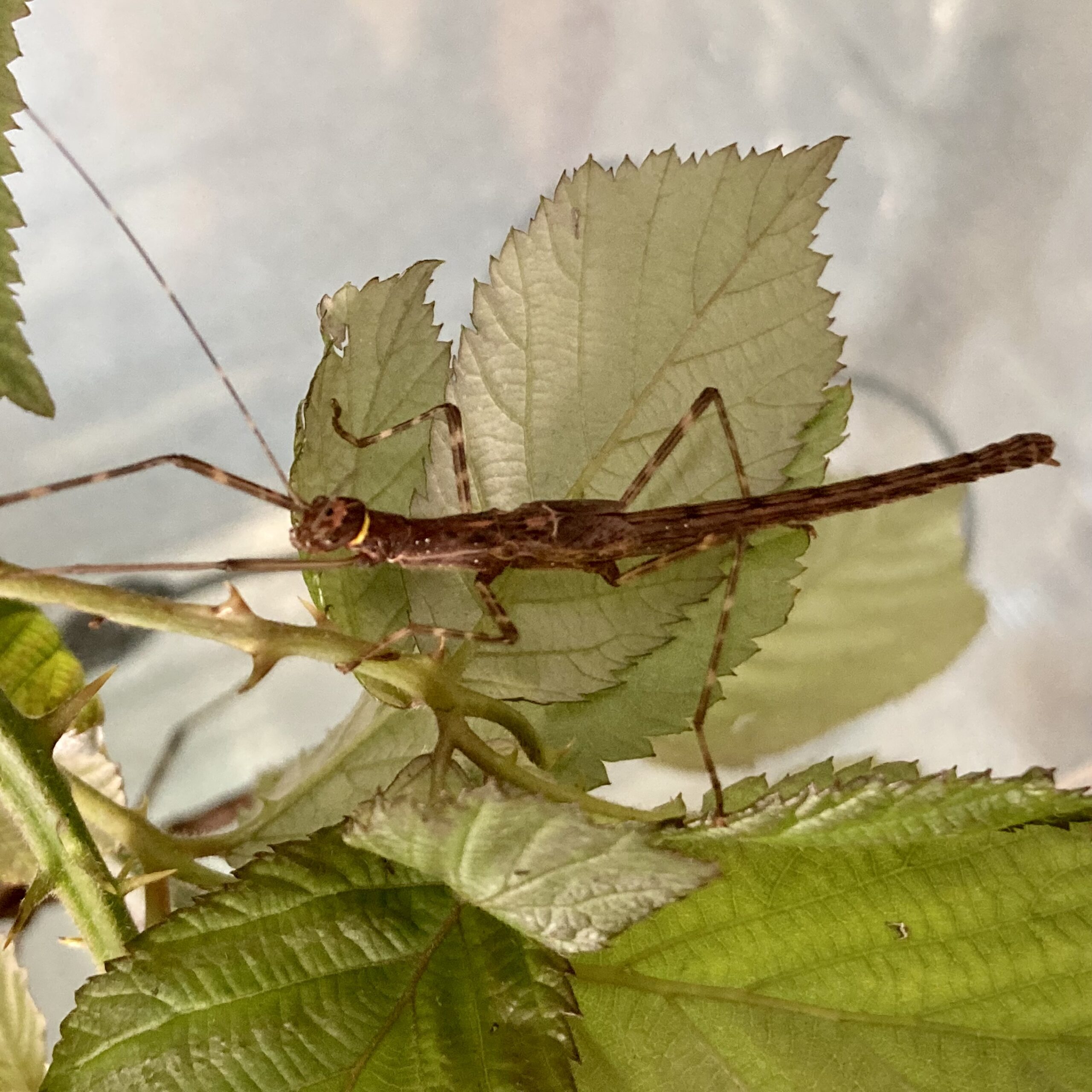 CB Oriental Stick Insect