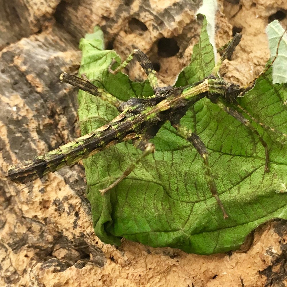 CB Giant Thorny Stick Insect