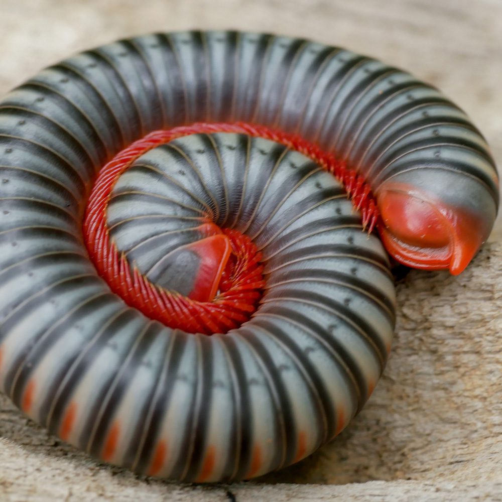 WC Thai Rainbow Millipede