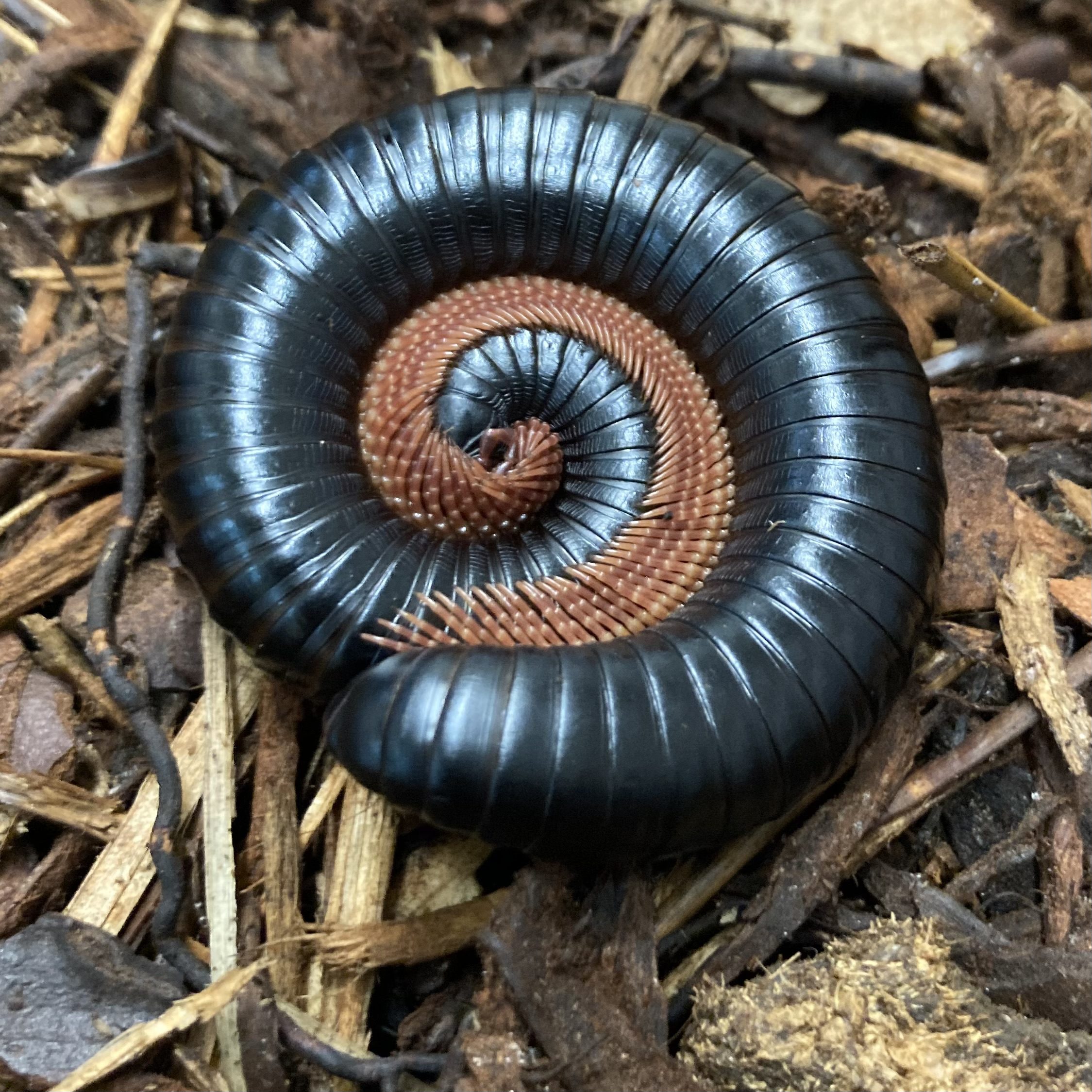 CB Cameroon Snake Millipede