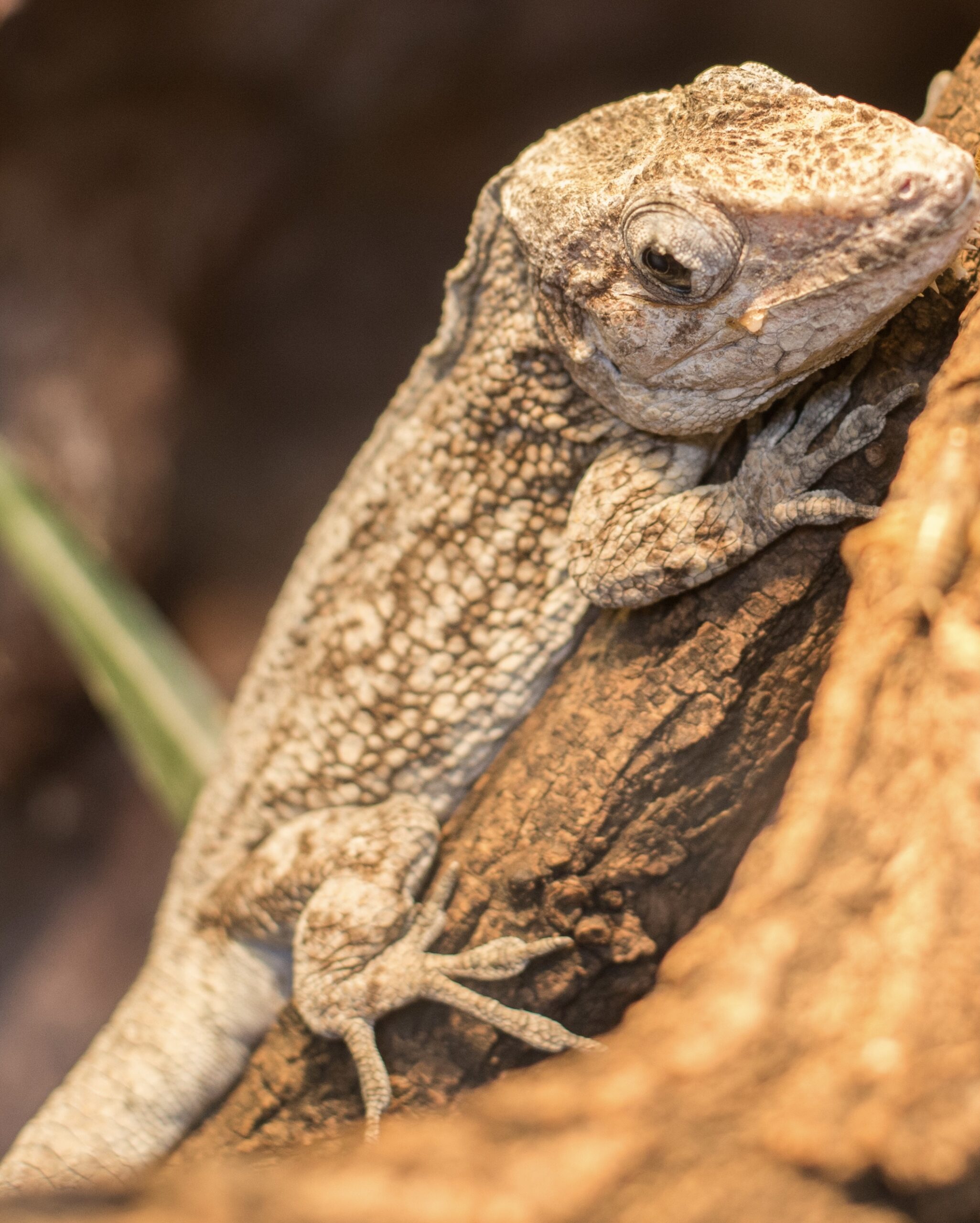 CB Cuban False Chameleon