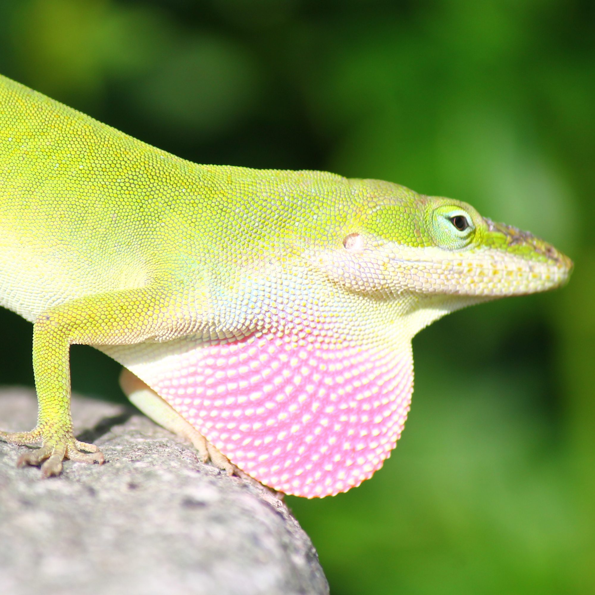 WC Green Anole