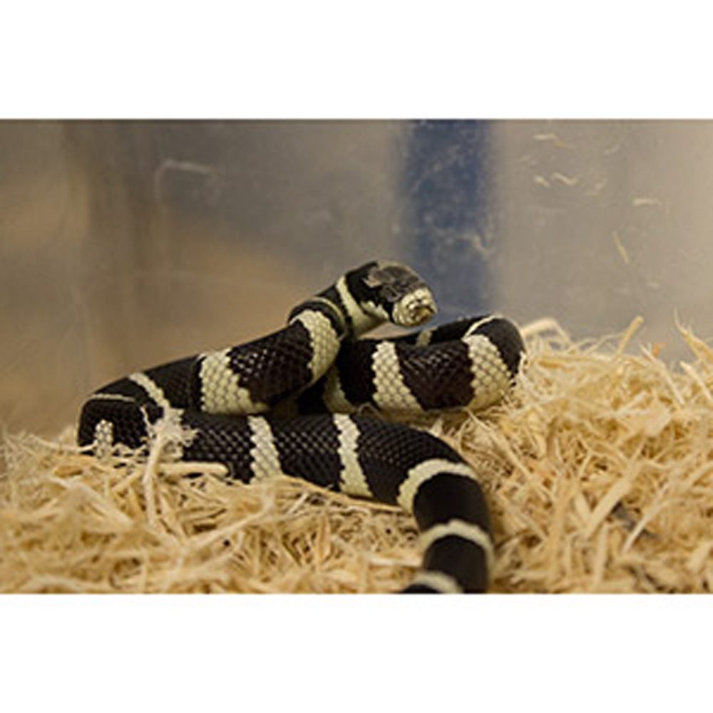 CB 2024 BANDED Cali Kingsnake