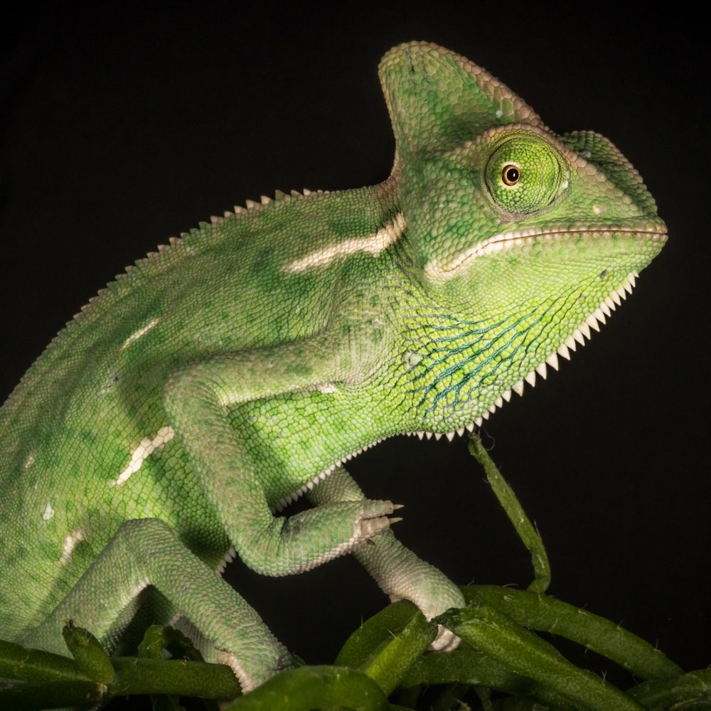 CB MALE Yemen Chameleon