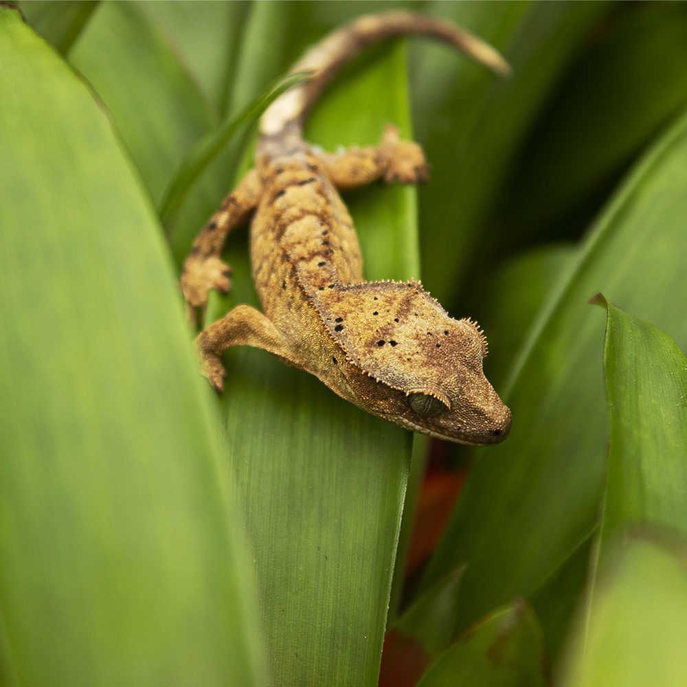 CB DALMATION Crested Gecko