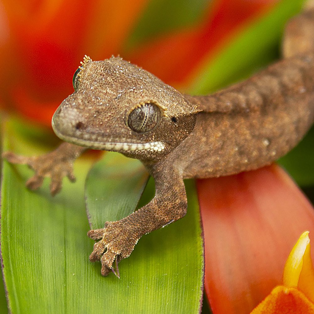 CB Crested Gecko