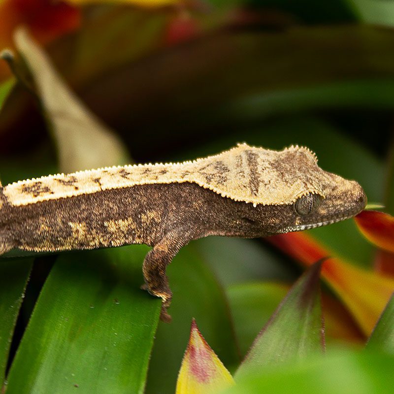 CB Flame Crested Gecko *BUNDLE OF 3*