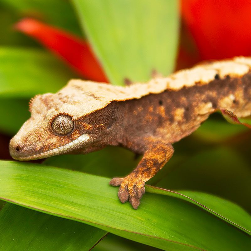 CB Harlequin Crested Gecko *BUNDLE OF 3*